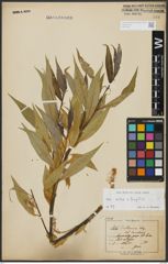Foto von Salix alba L. x Salix fragilis L.